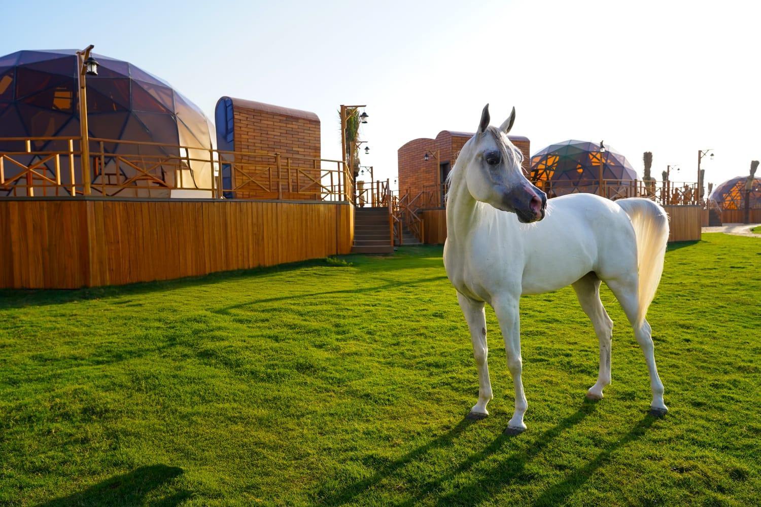 Al Marmoom Oasis Luxury Experiential Desert Resort Dubai Exterior photo